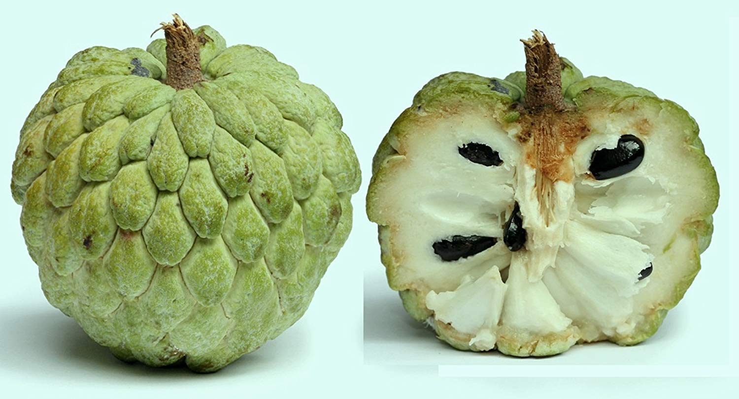 Custard Apple
